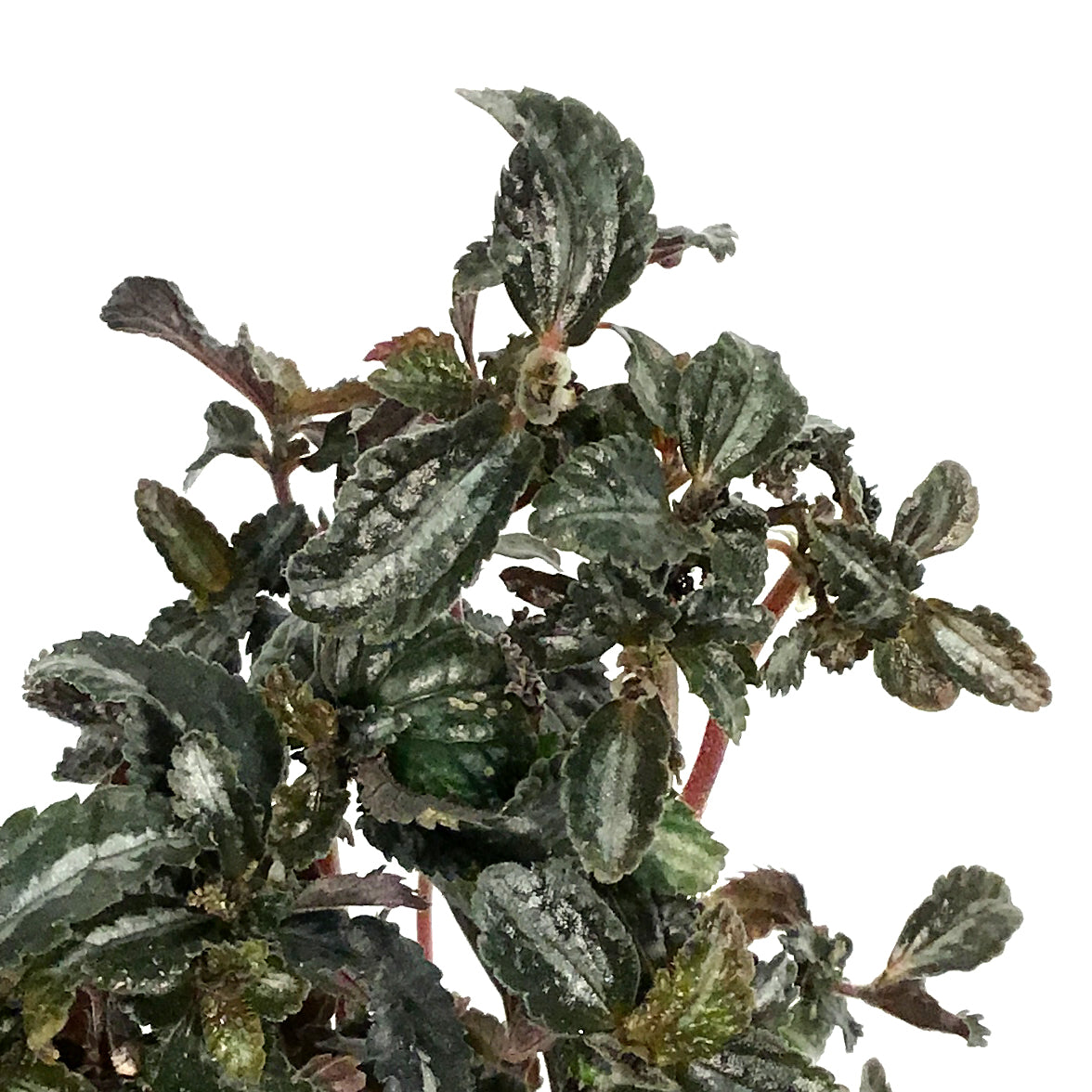 Pilea, 4in, Spruceana Silver Tree