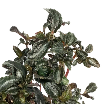 Pilea, 4in, Spruceana Silver Tree