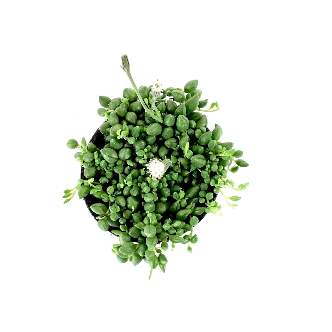 String of Teardrops, 4in, Senecio Herranianus - Floral Acres Greenhouse & Garden Centre