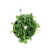 String of Teardrops, 4in, Senecio Herranianus - Floral Acres Greenhouse & Garden Centre