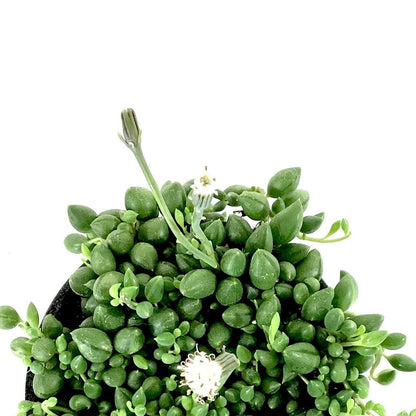 String of Teardrops, 4in, Senecio Herranianus - Floral Acres Greenhouse & Garden Centre