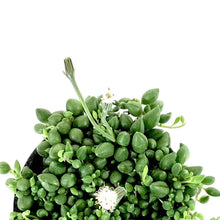 Load image into Gallery viewer, String of Teardrops, 4in, Senecio Herranianus - Floral Acres Greenhouse &amp; Garden Centre
