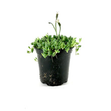 Load image into Gallery viewer, String of Teardrops, 4in, Senecio Herranianus - Floral Acres Greenhouse &amp; Garden Centre
