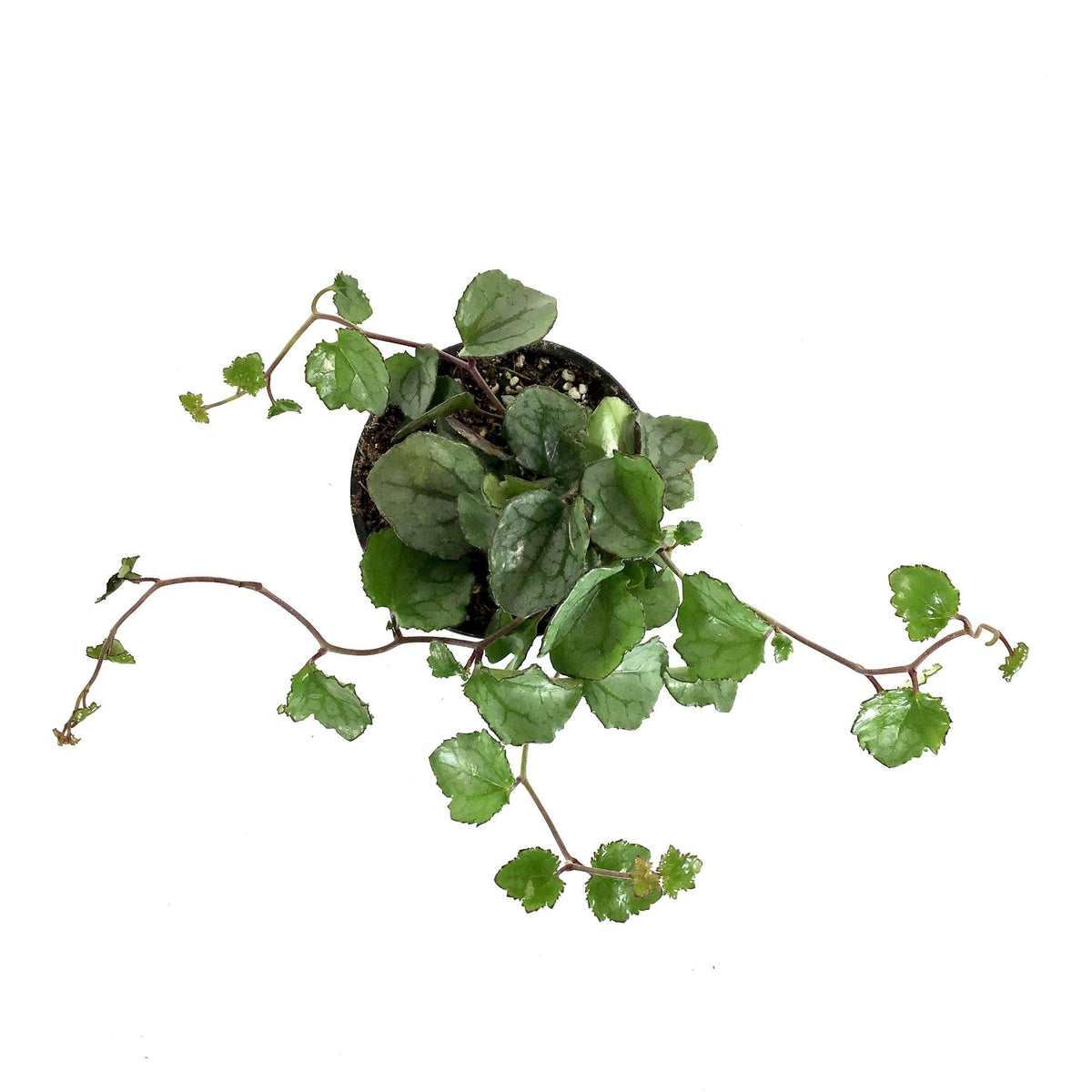 Senecio, 4in, Mikanioides - Floral Acres Greenhouse & Garden Centre