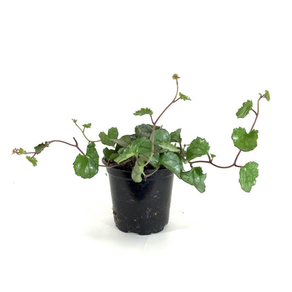 Senecio, 4in, Mikanioides - Floral Acres Greenhouse & Garden Centre