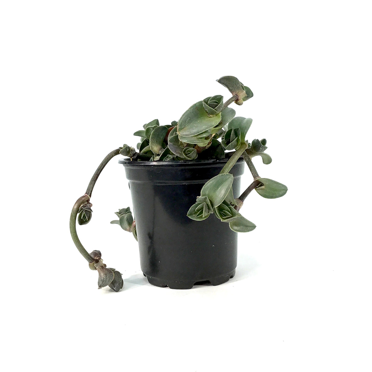 Tradescantia, 4in, Navicularis