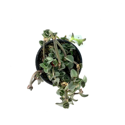 Tradescantia, 4in, Navicularis
