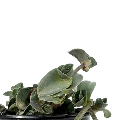Tradescantia, 4in, Navicularis