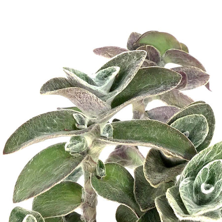 Tradescantia, 4in, White Velvet