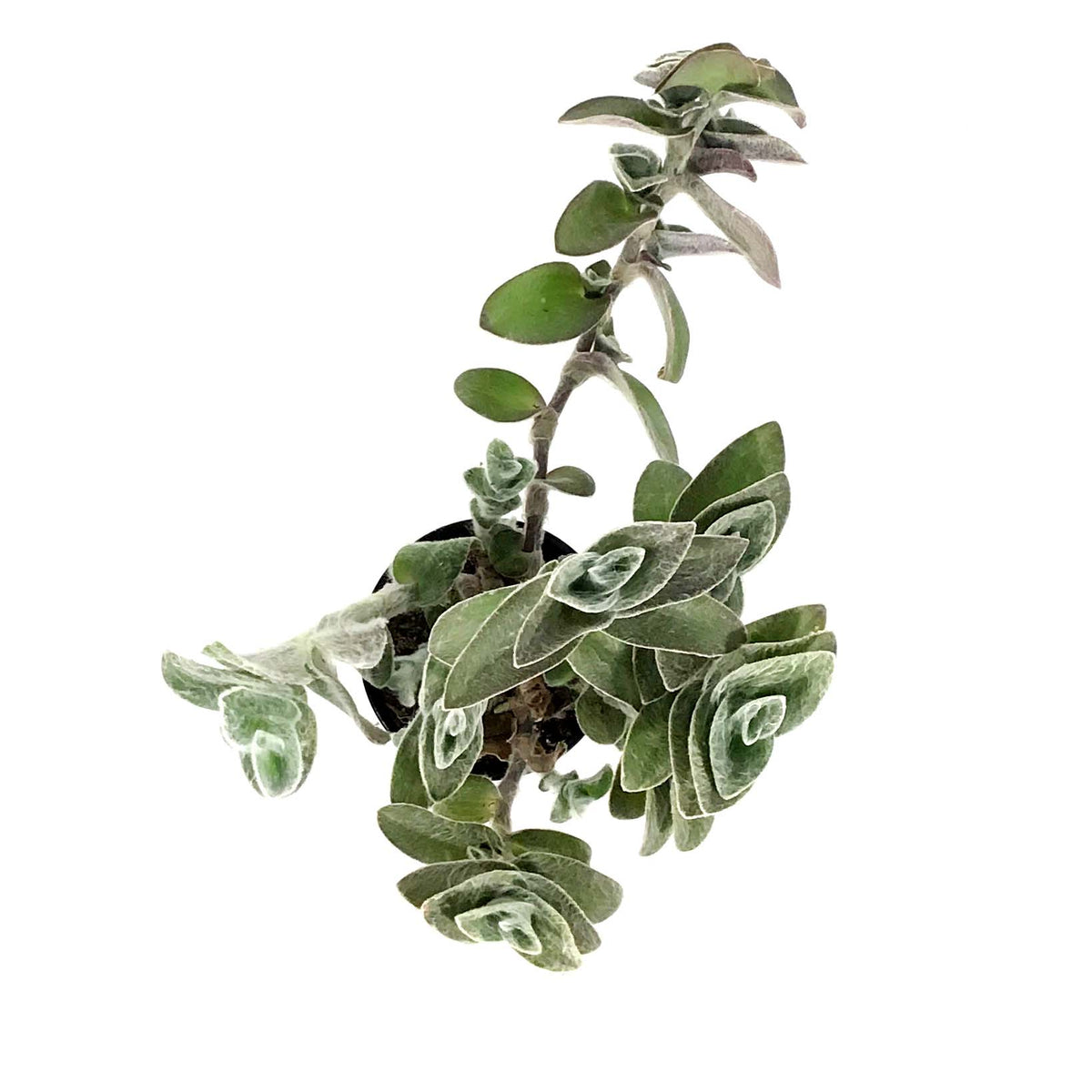 Tradescantia, 4in, White Velvet