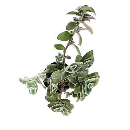 Tradescantia, 4in, White Velvet