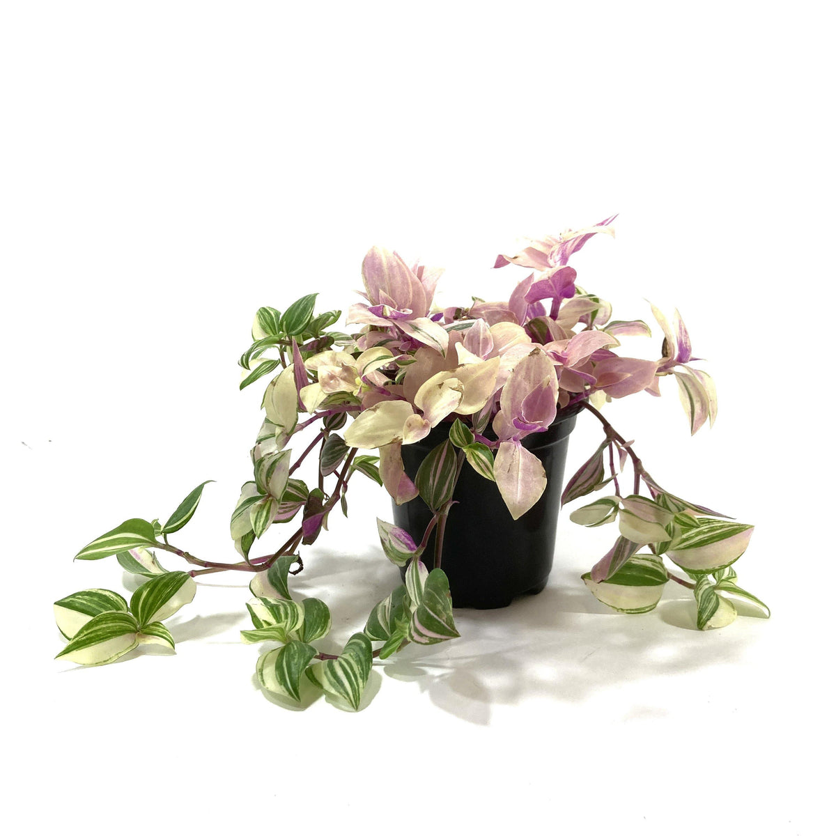 Tradescantia, 4in, Rainbow - Floral Acres Greenhouse & Garden Centre