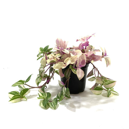 Tradescantia, 4in, Rainbow - Floral Acres Greenhouse & Garden Centre