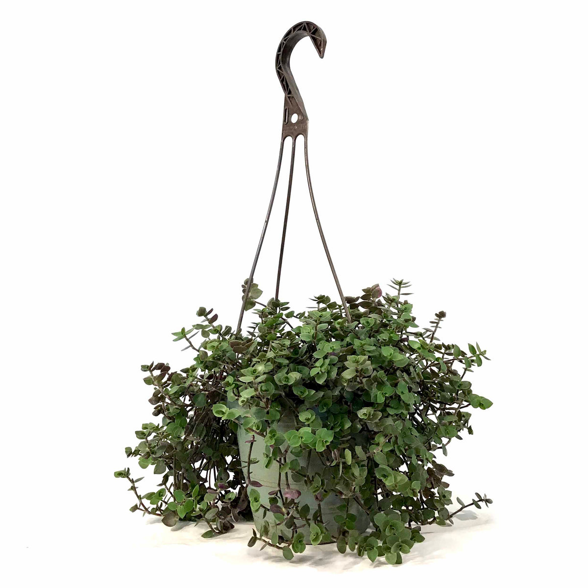 Callisia, 6.5in Hanging Basket, Turtle Vine - Floral Acres Greenhouse & Garden Centre
