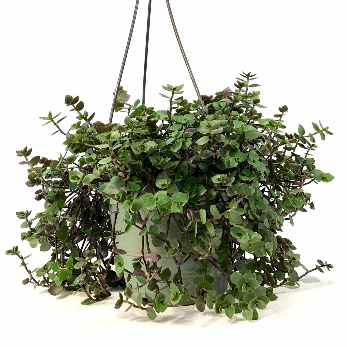 Callisia, 6.5in Hanging Basket, Turtle Vine - Floral Acres Greenhouse & Garden Centre