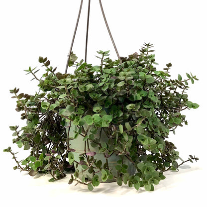 Callisia, 6.5in Hanging Basket, Turtle Vine - Floral Acres Greenhouse & Garden Centre