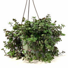 Load image into Gallery viewer, Callisia, 6.5in Hanging Basket, Turtle Vine - Floral Acres Greenhouse &amp; Garden Centre
