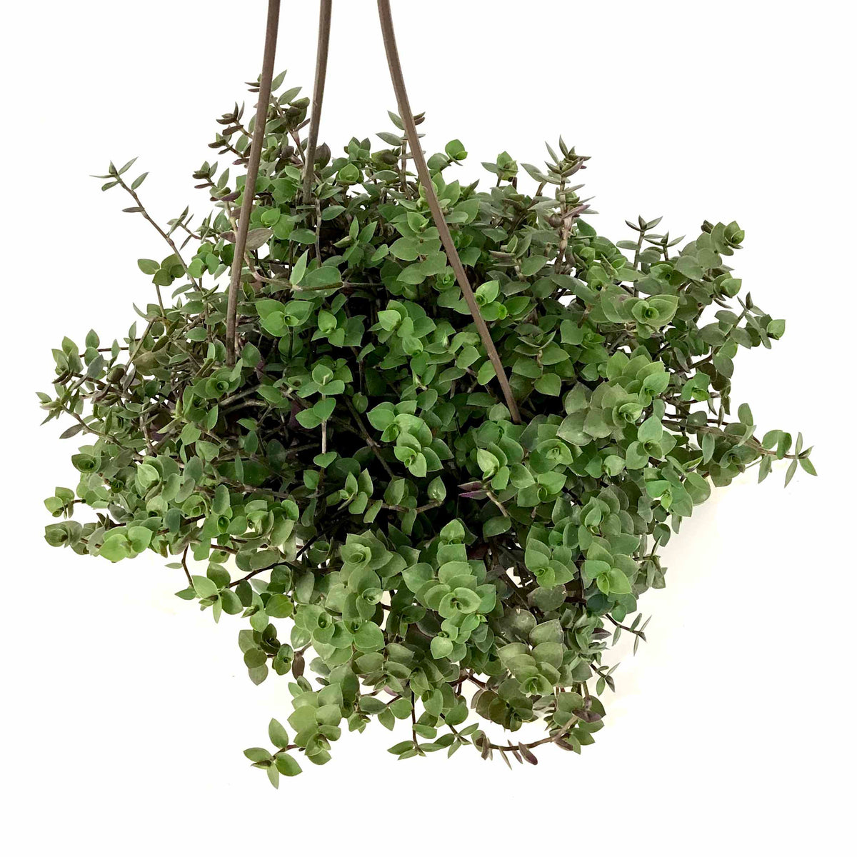 Callisia, 6.5in Hanging Basket, Turtle Vine - Floral Acres Greenhouse & Garden Centre