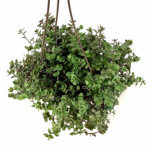 Callisia, 6.5in Hanging Basket, Turtle Vine - Floral Acres Greenhouse & Garden Centre