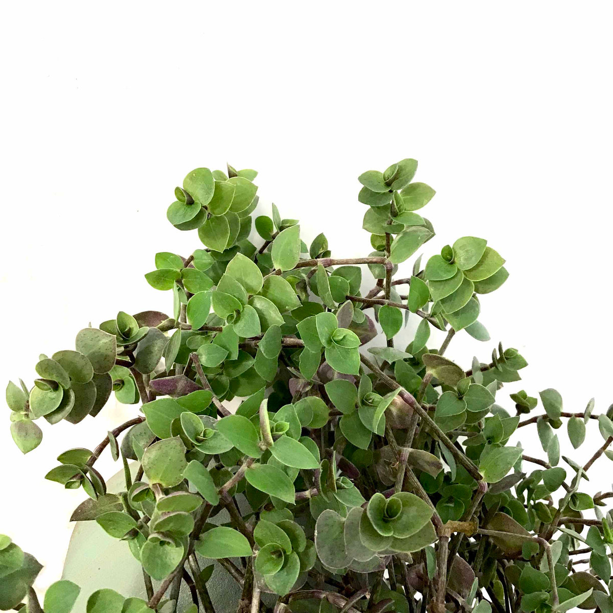 Callisia, 6.5in Hanging Basket, Turtle Vine - Floral Acres Greenhouse & Garden Centre