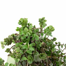 Load image into Gallery viewer, Callisia, 6.5in Hanging Basket, Turtle Vine - Floral Acres Greenhouse &amp; Garden Centre
