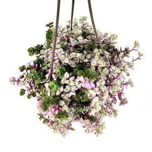 Callisia, 6.5in Hanging Basket, Pink Lady - Floral Acres Greenhouse & Garden Centre