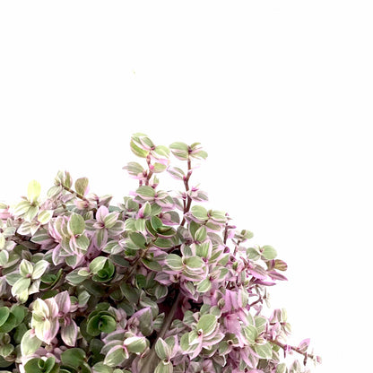 Callisia, 6.5in Hanging Basket, Pink Lady - Floral Acres Greenhouse & Garden Centre