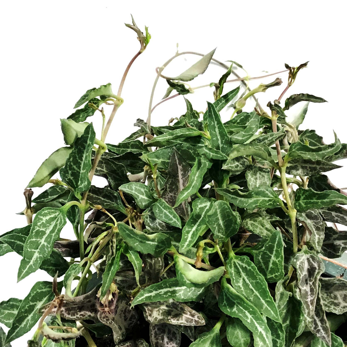 String of Spades/Arrows, 6.5in Hanging Basket