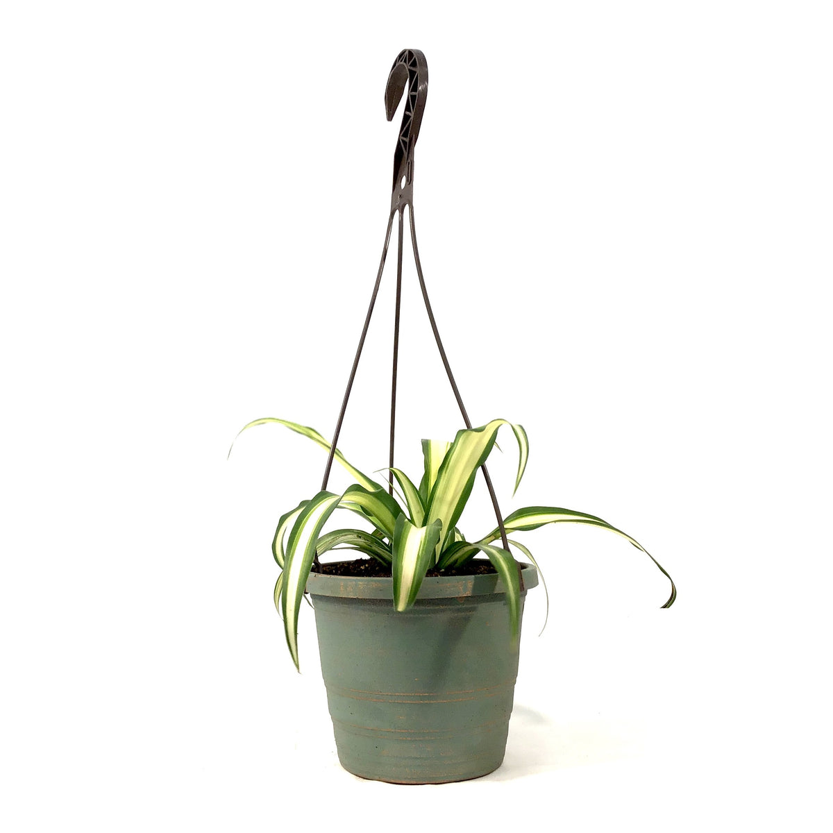 Spider Plant, 6.5in HB, Atlantic - Floral Acres Greenhouse & Garden Centre