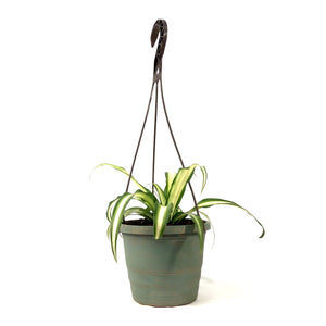 atlantic spider plant Spider Plant, 6.5in HB, Atlantic – Floral Acres Greenhouse & Garden Centre