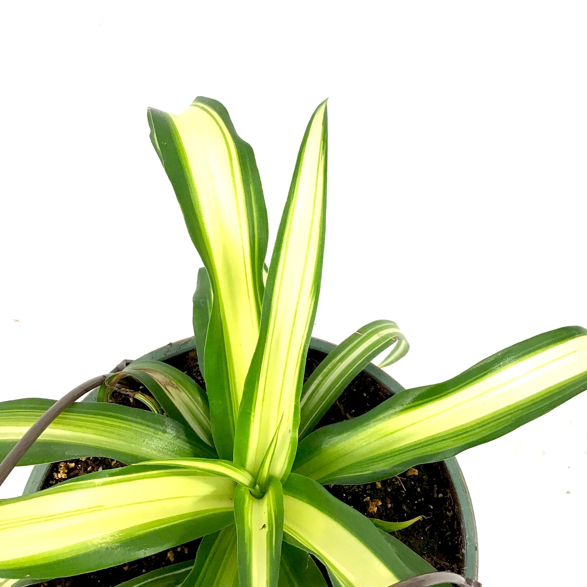 spider plant atlantic Spider Plant, 6.5in HB, Atlantic – Floral Acres Greenhouse & Garden Centre