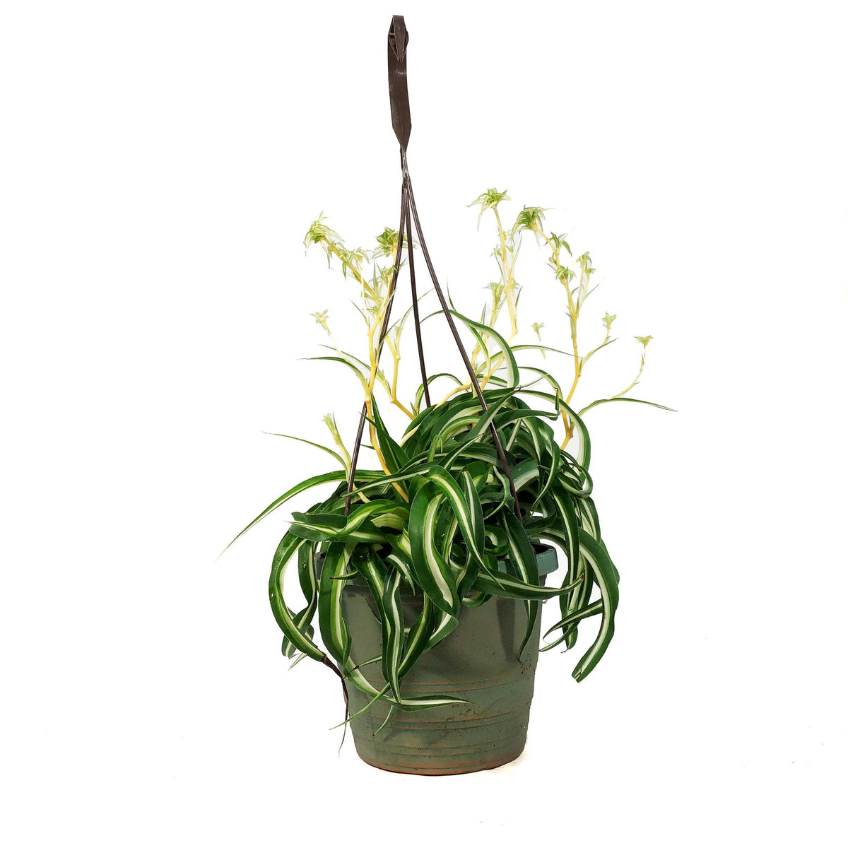 Spider Plant, 6.5in HB, Curly Bonnie