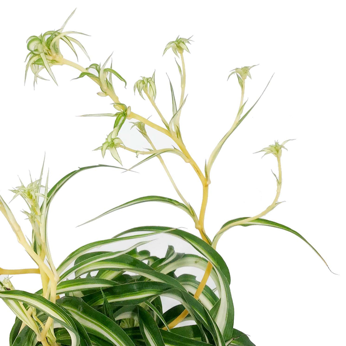 Spider Plant, 6.5in HB, Curly Bonnie