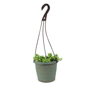 Cliff Cotyledon, 6.5in Hanging Basket