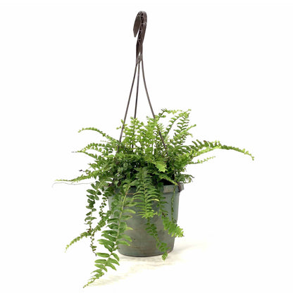 Fern, 6.5in Hanging Basket, Boston True Massii - Floral Acres Greenhouse & Garden Centre