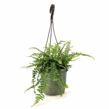 Load image into Gallery viewer, Fern, 6.5in Hanging Basket, Boston True Massii - Floral Acres Greenhouse &amp; Garden Centre
