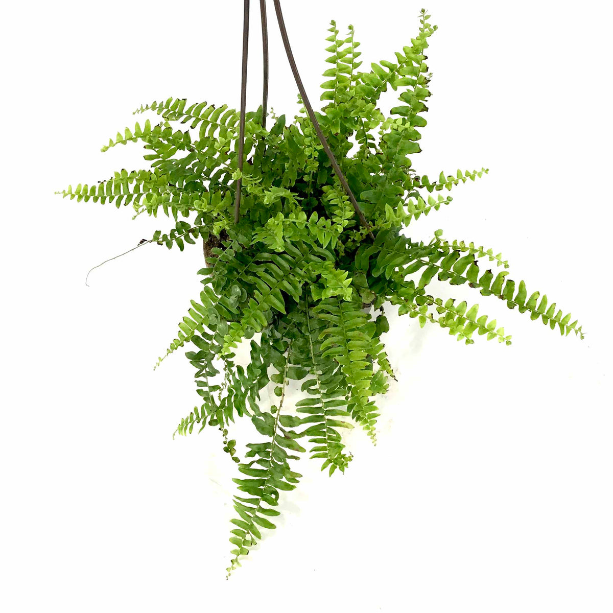 Fern, 6.5in Hanging Basket, Boston True Massii - Floral Acres Greenhouse & Garden Centre