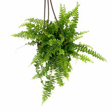 Load image into Gallery viewer, Fern, 6.5in Hanging Basket, Boston True Massii - Floral Acres Greenhouse &amp; Garden Centre
