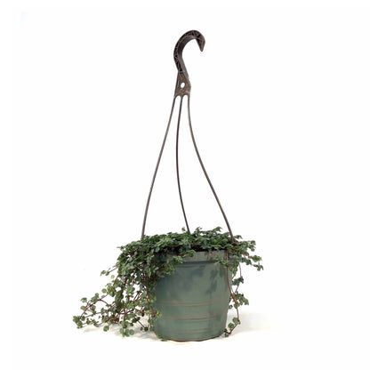 Pilea, 6.5in Hanging Basket, Aquamarine - Floral Acres Greenhouse & Garden Centre
