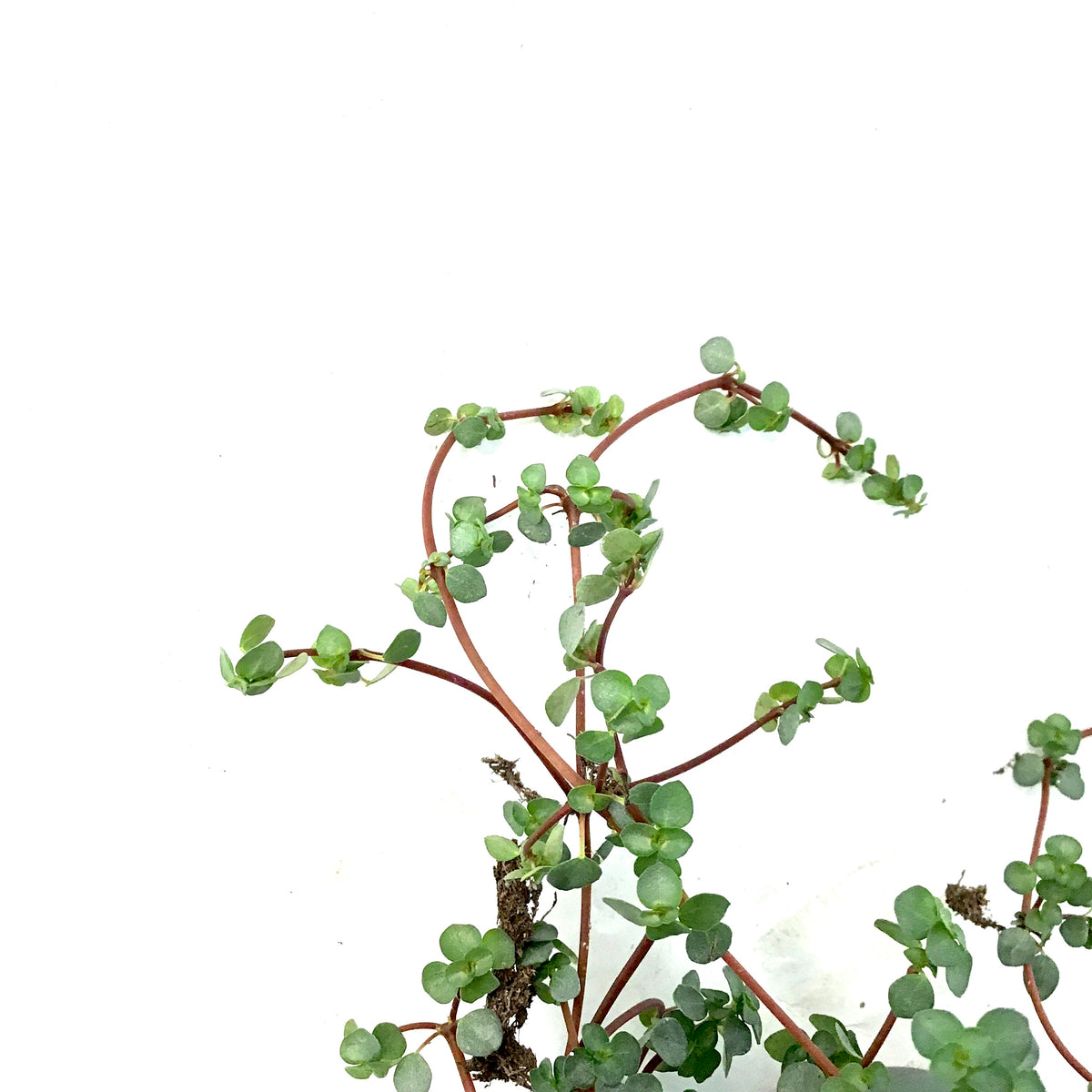 Pilea, 6.5in Hanging Basket, Aquamarine - Floral Acres Greenhouse & Garden Centre