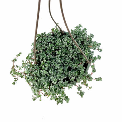 Pilea, 6.5in Hanging Basket, Aquamarine - Floral Acres Greenhouse & Garden Centre