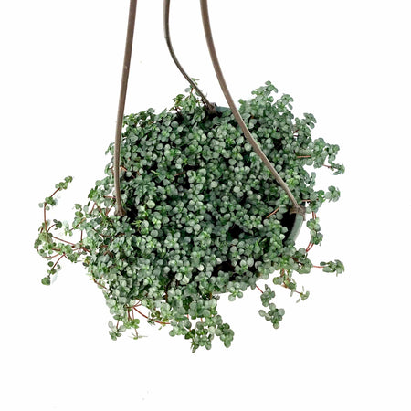 Pilea, 6.5in Hanging Basket, Aquamarine - Floral Acres Greenhouse & Garden Centre