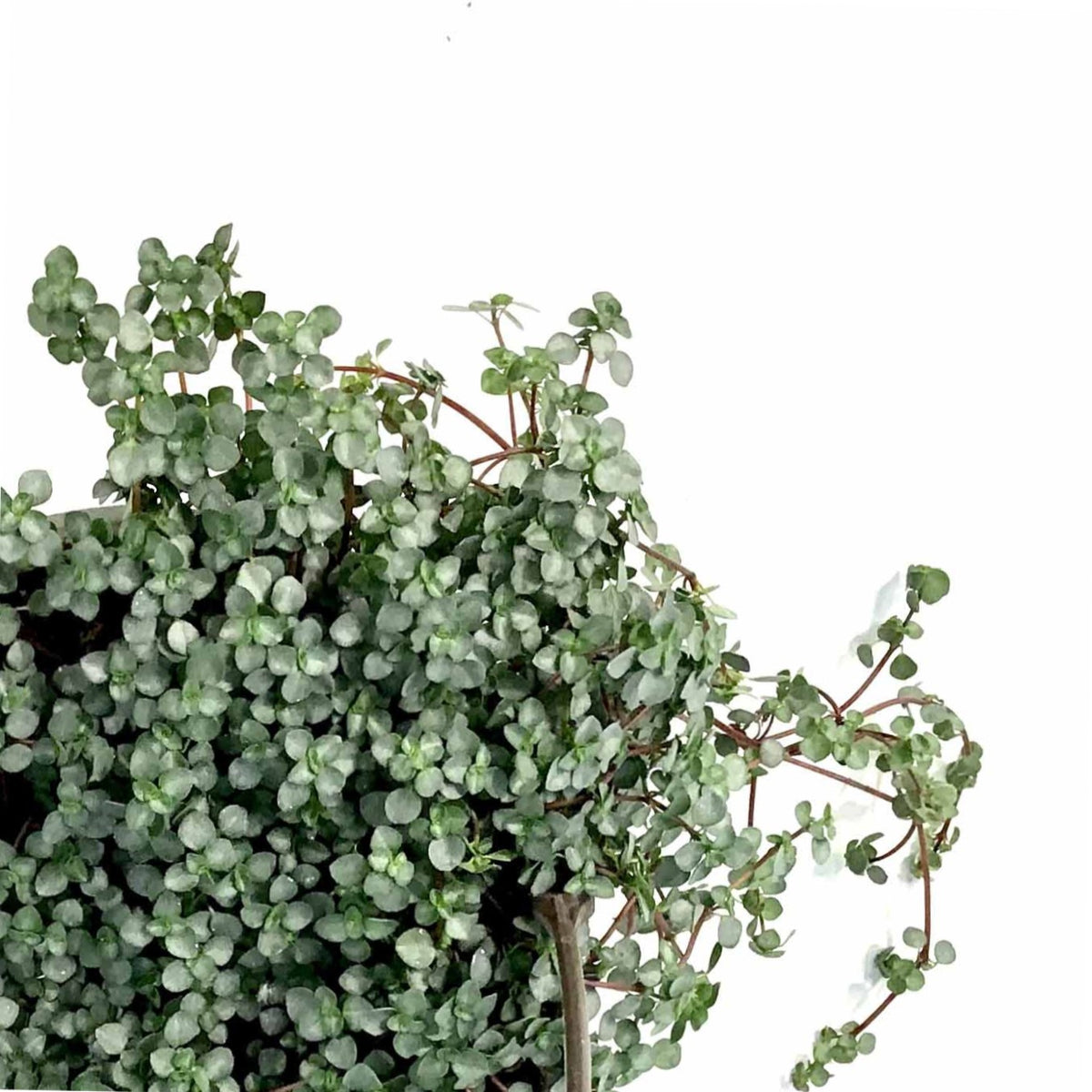 Pilea, 6.5in Hanging Basket, Aquamarine - Floral Acres Greenhouse & Garden Centre