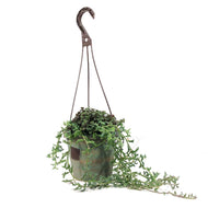 String of Dolphins, 6.5in HB, Senecio Peregrinus