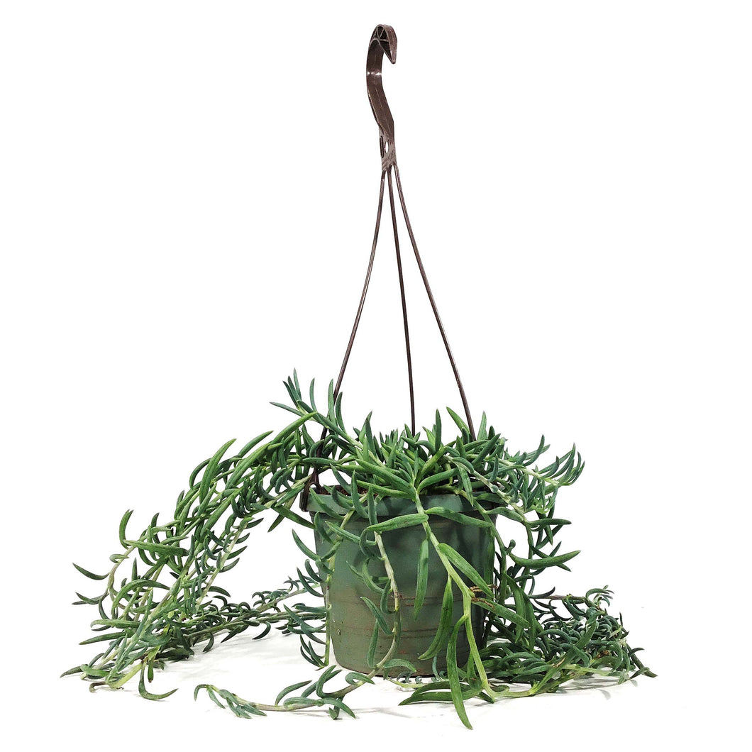 String of Fish Hooks, 6in HB, Senecio Radicans