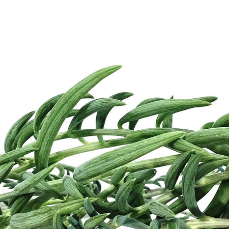 String of Fish Hooks, 6in HB, Senecio Radicans