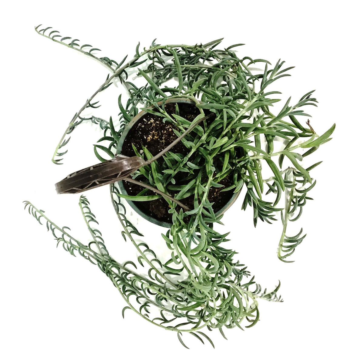 String of Fish Hooks, 6in HB, Senecio Radicans