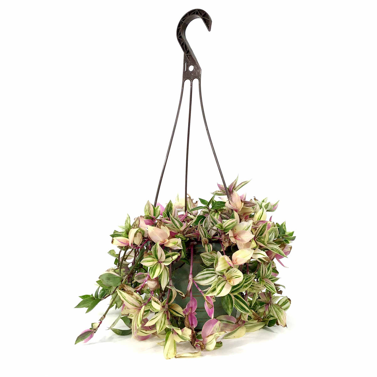 Tradescantia, 6.5in Hanging Basket, Rainbow - Floral Acres Greenhouse & Garden Centre