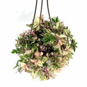 Tradescantia, 6.5in Hanging Basket, Rainbow - Floral Acres Greenhouse & Garden Centre
