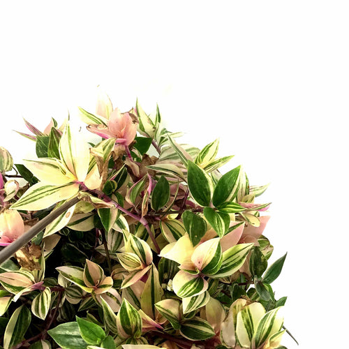 Tradescantia, 6.5in Hanging Basket, Rainbow - Floral Acres Greenhouse & Garden Centre